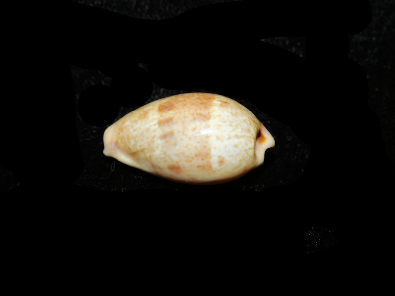 Contradusta bregeriana 24.86mm. "New Caledonia" LOT#901301JB