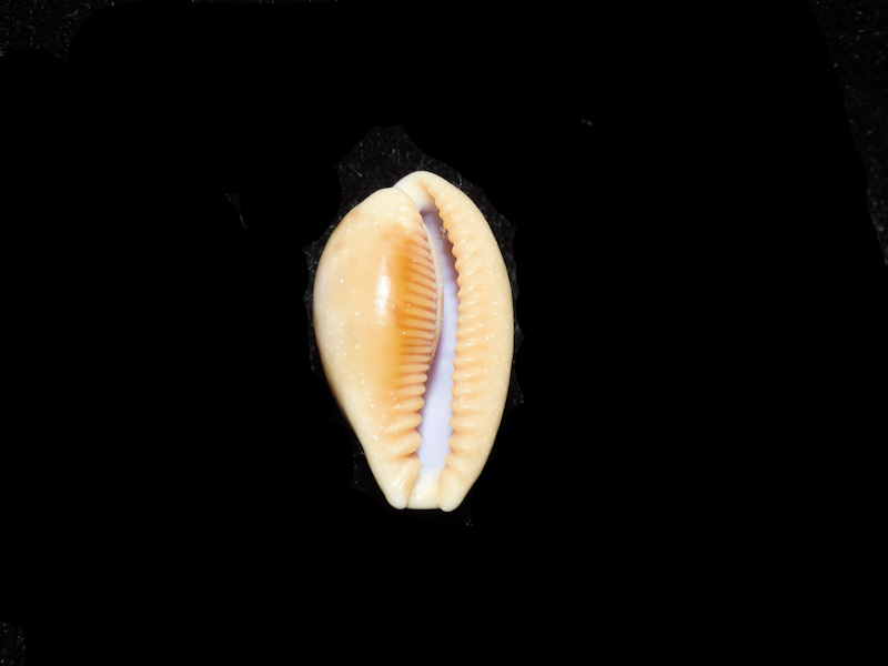 Modal Additional Images for Contradusta bregeriana 24.86mm. "New Caledonia" LOT#901301JB