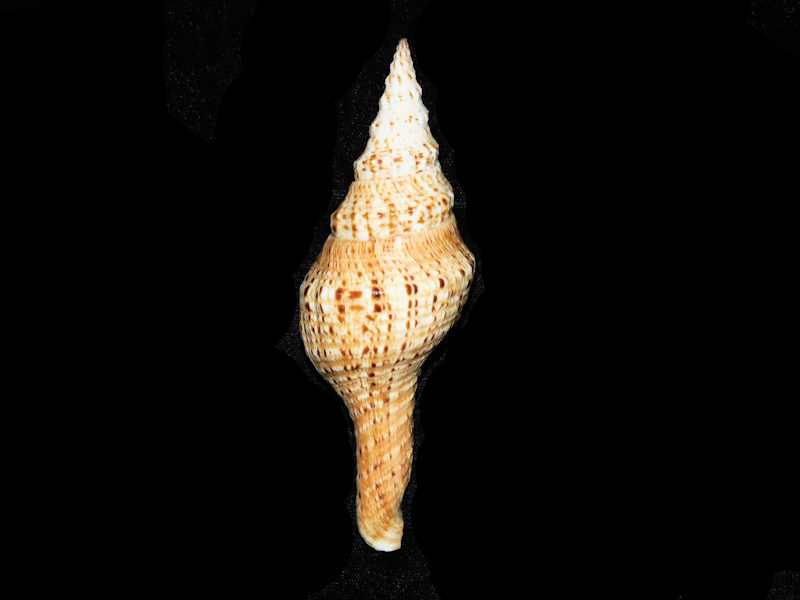 (image for) Marmorofusus brianoi 4 7/8” or 123.77mm. w/o "Madagascar" LOT#700992G