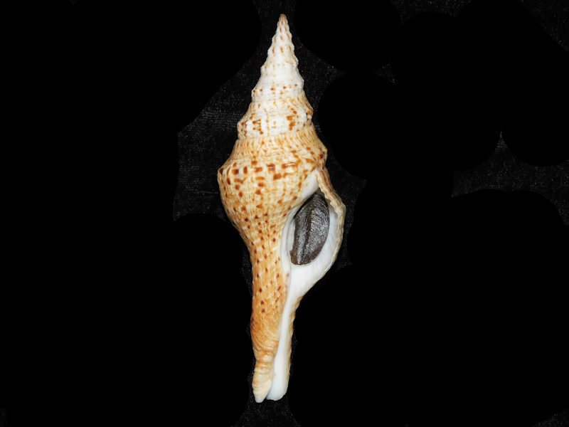 Modal Additional Images for Marmorofusus brianoi 4 7/8” or 123.77mm. w/o "Madagascar" LOT#700992G