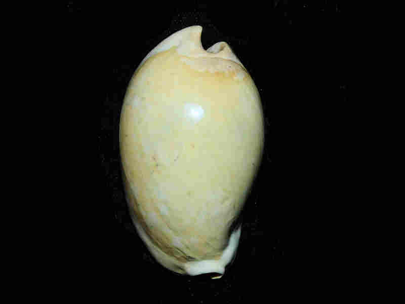 Calusacypraea (Myakkacypraea) briani 2 3/4” or 66.92mm. "Superb" Lot#17953 (image for) Calusacypraea (Myakkacypraea) briani 2 3/4” or 66.92mm. "Superb" Lot#17953