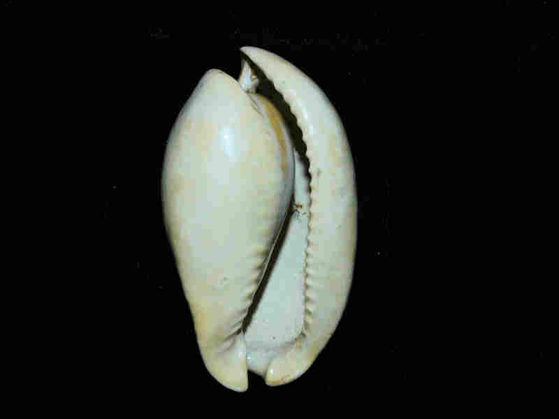 Calusacypraea (Myakkacypraea) briani 2 3/4” or 66.92mm. "Superb" Lot#17953