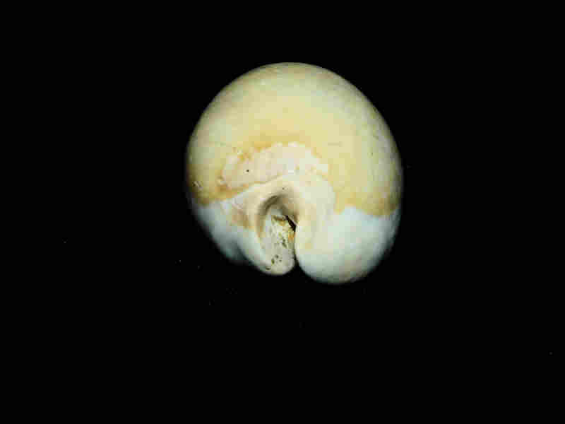Modal Additional Images for Calusacypraea (Myakkacypraea) briani 2 3/4” or 66.92mm. "Superb" Lot#17953
