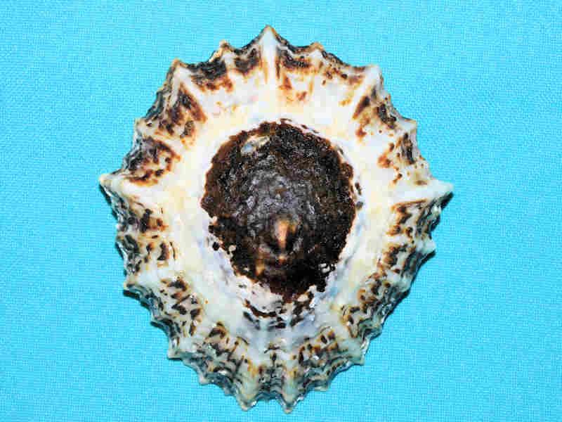 (image for) Cymbula granatina 3 3/8” or 84.90mm "South African Beauty" LOT#700988G
