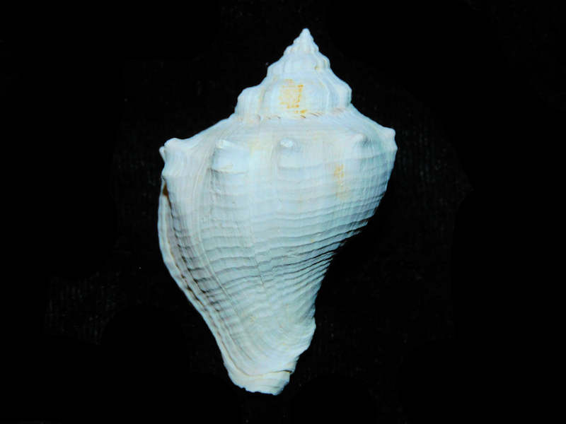 (image for) Melongena lindae 1 ¾” or 45.36mm."Burnt Store Pit" Lot# 17926