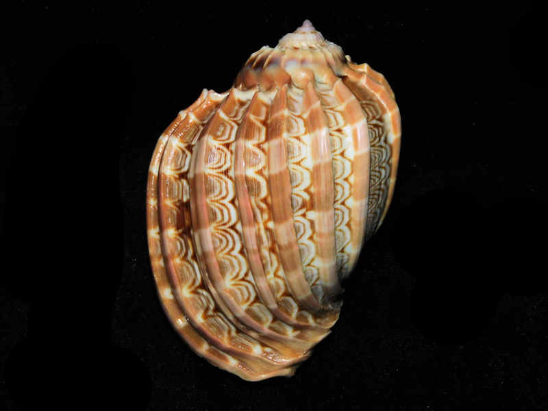 (image for) Harpa cabriti 3 1/8’ or 78.67mm. "Madagascar" LOT#901235JB