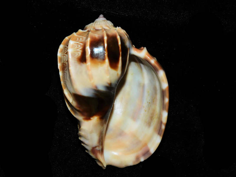 Modal Additional Images for Harpa cabriti 3 1/8’ or 78.67mm. "Madagascar" LOT#901235JB