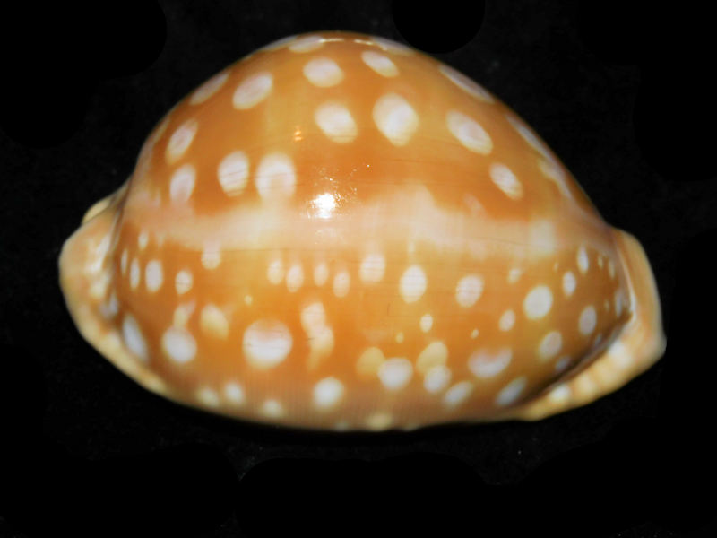 Callistocypraea leucodon 3 ½” or 85.71mm. RARE & JUST LOVELY LOT#901245JB