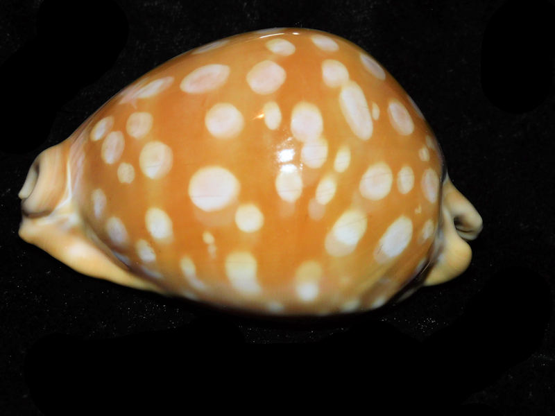 Callistocypraea leucodon 3 ½” or 85.71mm. RARE & JUST LOVELY LOT#901245JB
