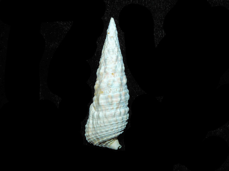(image for) Cerithioclava caloosaense 2 3/8” or 58.46mm Bonita Grande Aggregates LOT#18002