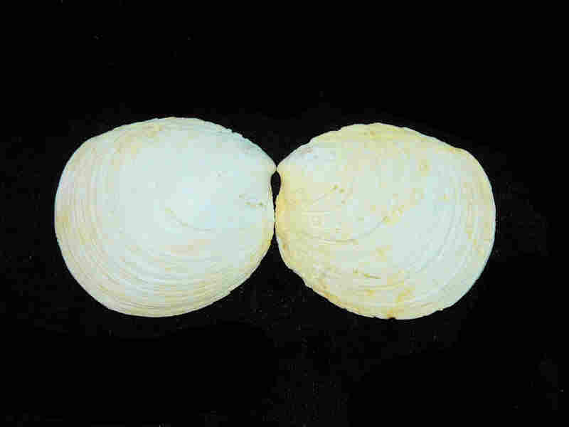 Modal Additional Images for Miltha caloosaensis 2 1/4" or 55.12mm. "Brantley Pit" Lot#17939