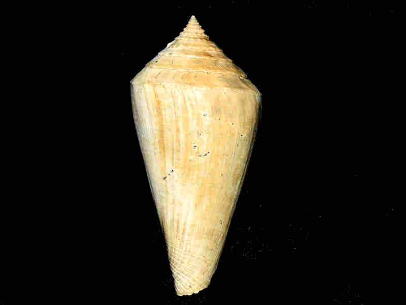 (image for) Contraconus adversarius 3 3/8” or 83.00mm."rare" Lot#17957