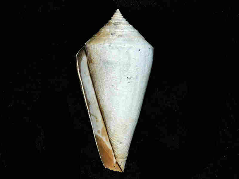 Modal Additional Images for Contraconus adversarius 3 3/8” or 83.00mm."rare" Lot#17957