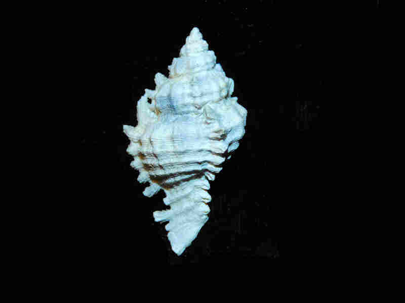 Chicoreus calusa 1 5/8” or 41.20mm."Rare Brantley Pit" (image for) Chicoreus calusa 1 5/8” or 41.20mm."Rare Brantley Pit"