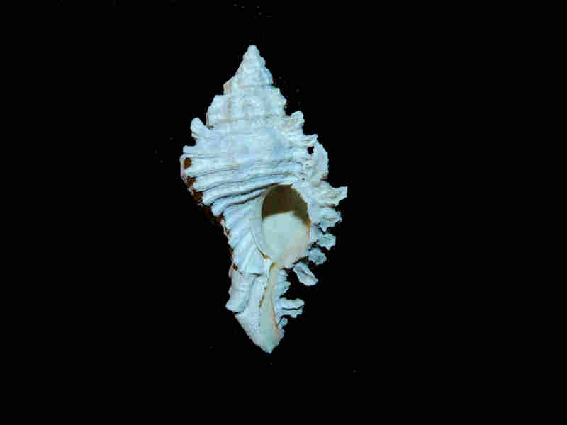 Modal Additional Images for Chicoreus calusa 1 5/8” or 41.20mm."Rare Brantley Pit"