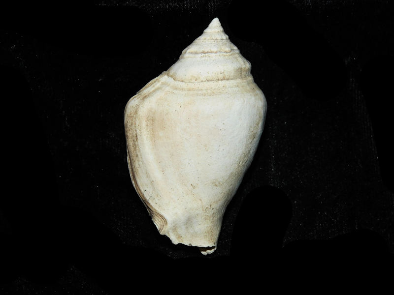 Strombus sarasotaensis cannoni 2 ¼ or 55.84mm. #17837