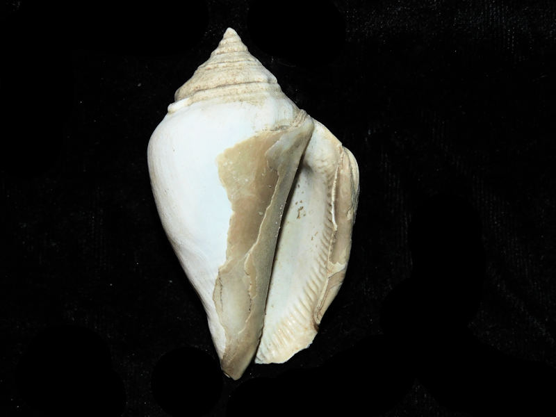 Strombus sarasotaensis cannoni 2 ¼ or 55.84mm. #17837