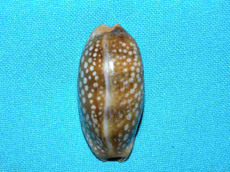 (image for) Macrocypraea cervinetta 1 3/4” or 43.00mm."West Panama" LOT#901304JB.