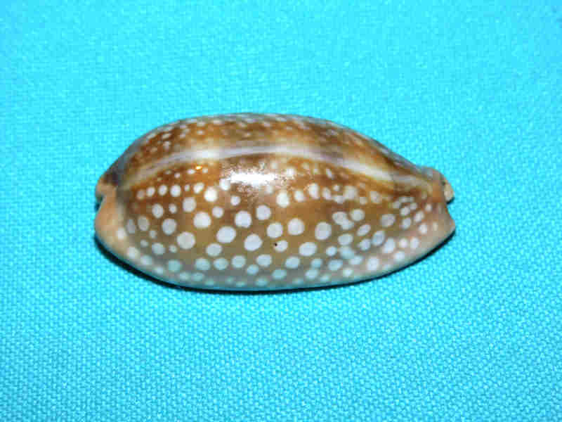 Macrocypraea cervinetta 1 3/4” or 43.00mm."West Panama" LOT#901304JB.