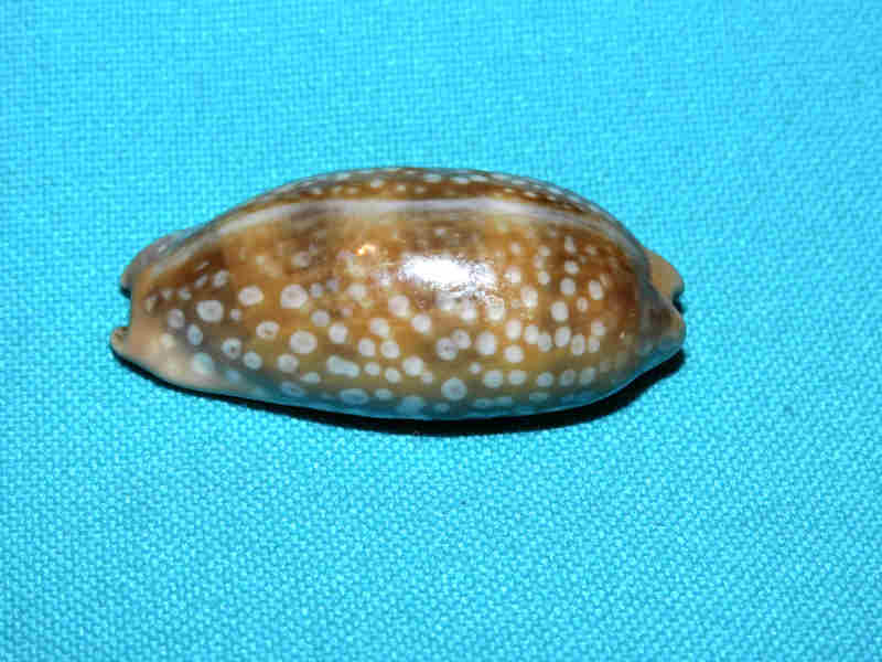 Macrocypraea cervinetta 1 3/4” or 43.00mm."West Panama" LOT#901304JB.