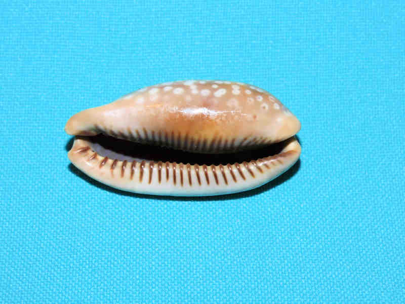 Modal Additional Images for Macrocypraea cervinetta 1 3/4” or 43.00mm."West Panama" LOT#901304JB.