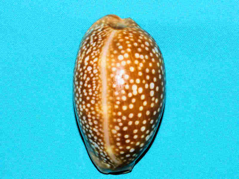 (image for) Macrocypraea cervus 3 5/8” or 88.02mm. "Gorgeous Color" LOT#901240JB