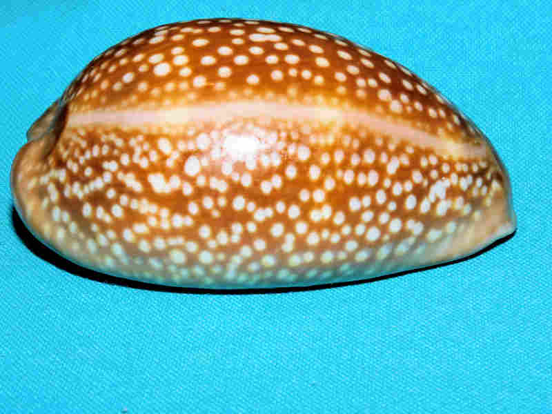 Macrocypraea cervus 3 5/8” or 88.02mm. "Gorgeous Color" LOT#901240JB