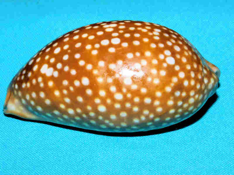 Macrocypraea cervus 3 5/8” or 88.02mm. "Gorgeous Color" LOT#901240JB