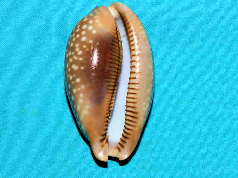 Modal Additional Images for Macrocypraea cervus 3 5/8” or 88.02mm. "Gorgeous Color" LOT#901240JB