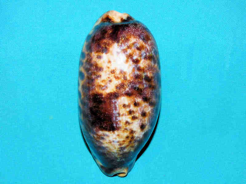 (image for) Chelycypraea testudinaria 4 ¾” or 117.77mm."Quite Large" LOT#901233JB