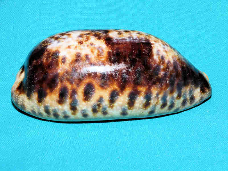 Chelycypraea testudinaria 4 ¾” or 117.77mm."Quite Large" LOT#901233JB