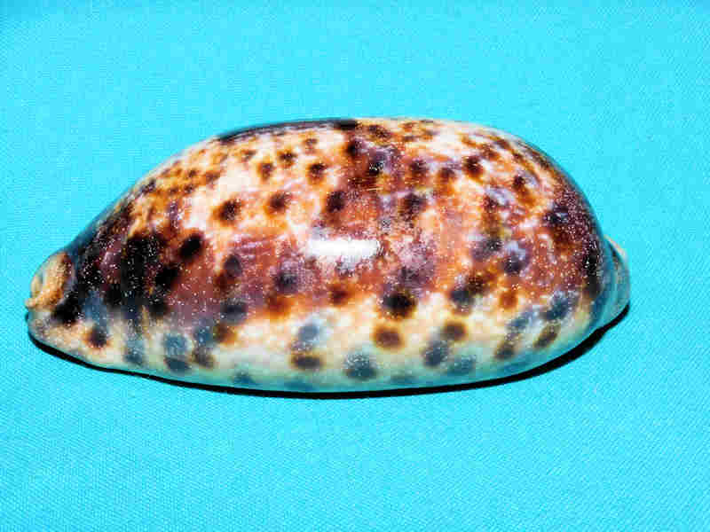 Chelycypraea testudinaria 4 ¾” or 117.77mm."Quite Large" LOT#901233JB