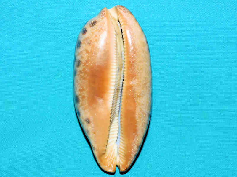 Modal Additional Images for Chelycypraea testudinaria 4 ¾” or 117.77mm."Quite Large" LOT#901233JB