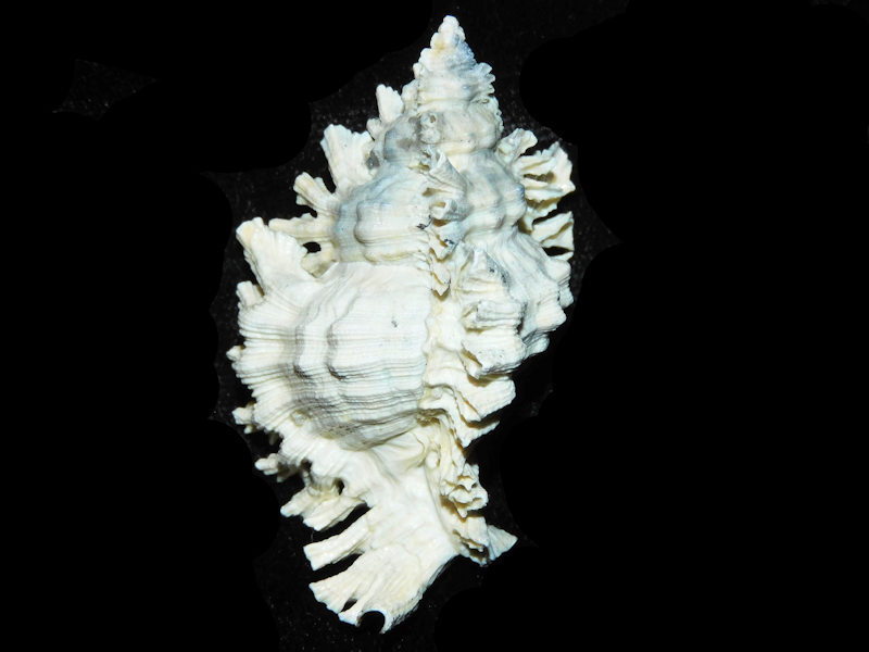 (image for) Chicoreus floridanus 2 1/2” or 62.46mm."Superb" LOT#700982G