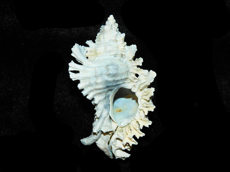 Modal Additional Images for Chicoreus floridanus 2 1/2” or 62.46mm."Superb" LOT#700982G