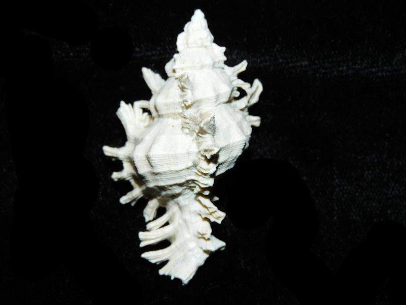 (image for) Chicoreus stephensae 1 7/8” or 47.90mm."Superb Fossil" LOT#Chicoreus stephensae 1 7/8” or 47.90mm.