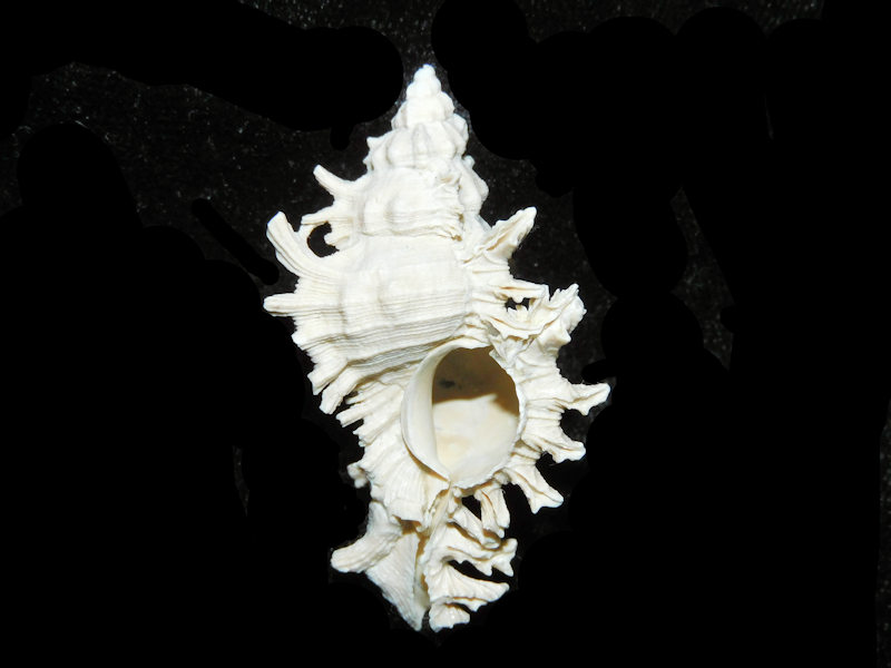 Modal Additional Images for Chicoreus stephensae 1 7/8” or 47.90mm."Superb Fossil" LOT#Chicoreus stephensae 1 7/8” or 47.90mm.