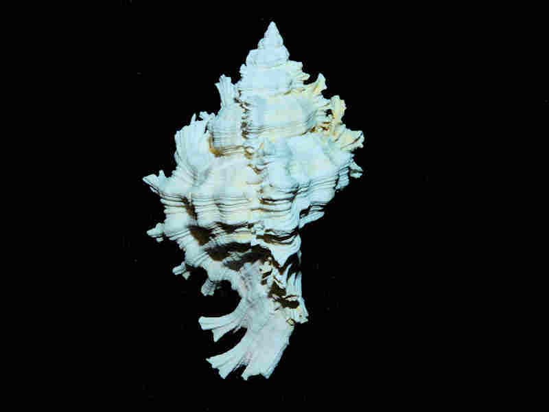(image for) Chicoreus stephensae 2 1/4" or 56.40mm. "Superb Extinct Mu6rex" Lot#17941