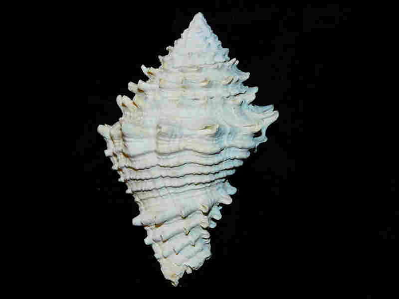 (image for) Hystrivasum chilesi 3 3/8” or 83.17mm."Superb"Lot#17970