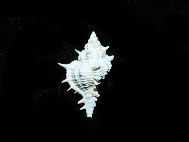 (image for) Siratus chipolanus 23.51mm. "Farley Creek Beauty" Lot# 17923