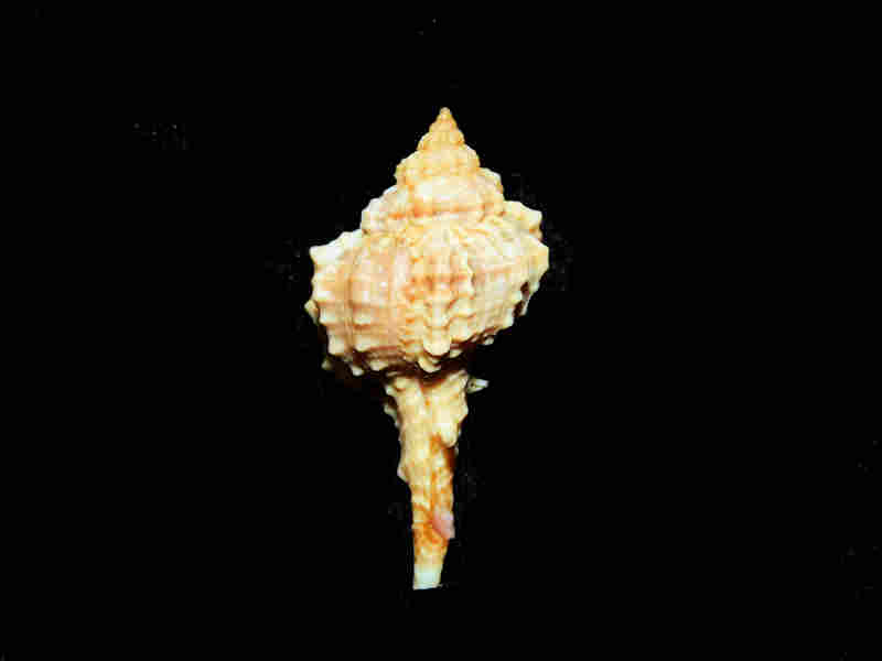 (image for) Vokesimurex chrysostoma 1 5/8” or 36.80mm. w/o Margarita Island Lot#17929