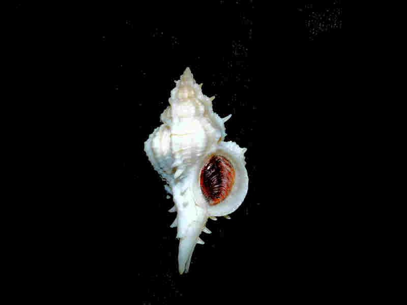 Modal Additional Images for Siratus ciboney 1 ¾” or 46.07mm. w/o. "Guadeloupe" Lot#17967