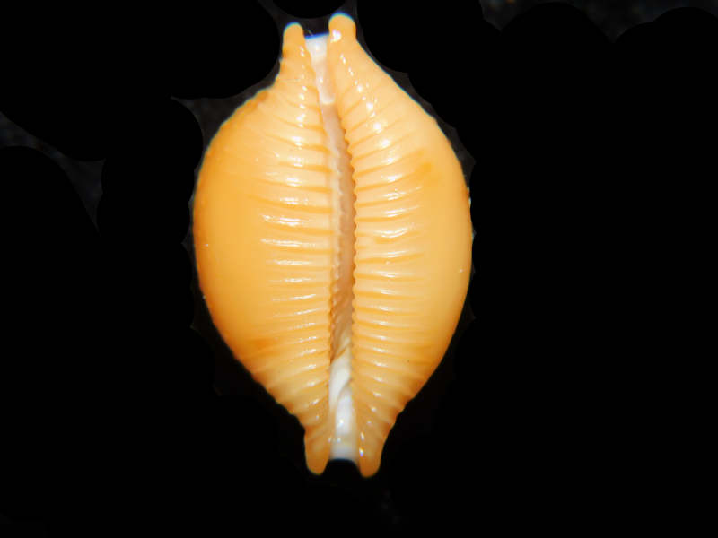 Modal Additional Images for Pustularia cicercula 21.45mm."Superb Large" Lot#17893