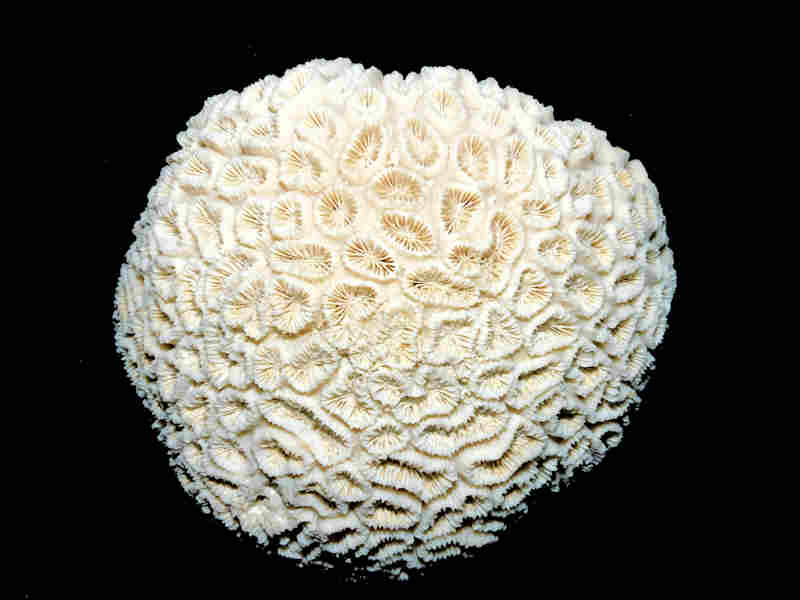(image for) Dichocoenia caloosahatchiensis 3 1/4" wide or 82.18mm."Bonita Grande Aggregates" Lot#17965