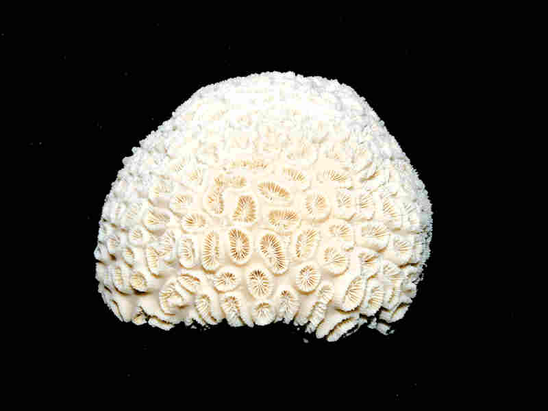 Dichocoenia caloosahatchiensis 3 1/4" wide or 82.18mm."Bonita Grande Aggregates" Lot#17965