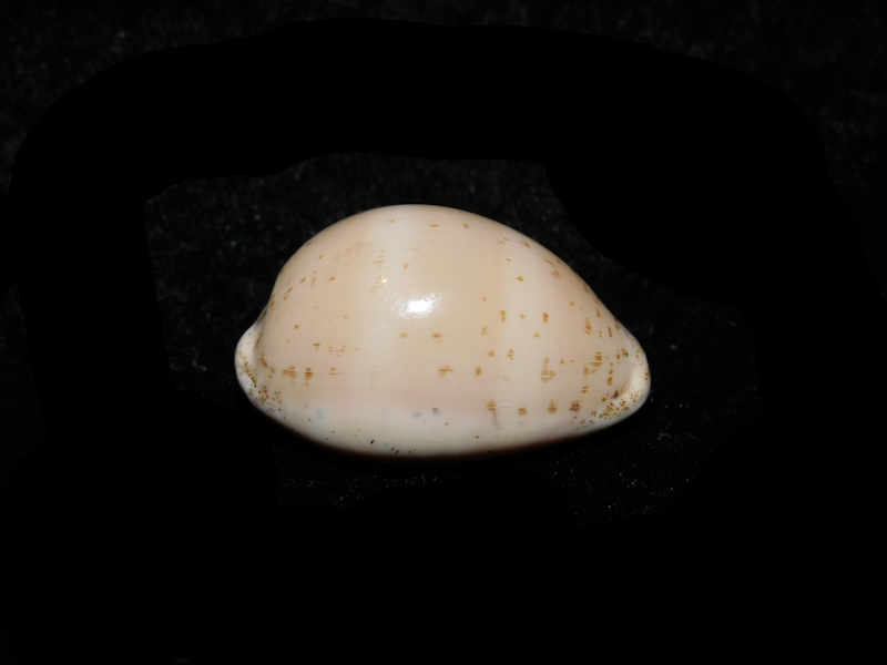 Luria cinerea 1 1/8” or 29.38mm."Giant" LOT#901309JB