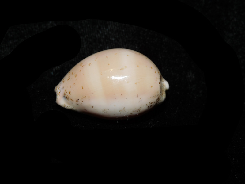 Luria cinerea 1 1/8” or 29.38mm."Giant" LOT#901309JB