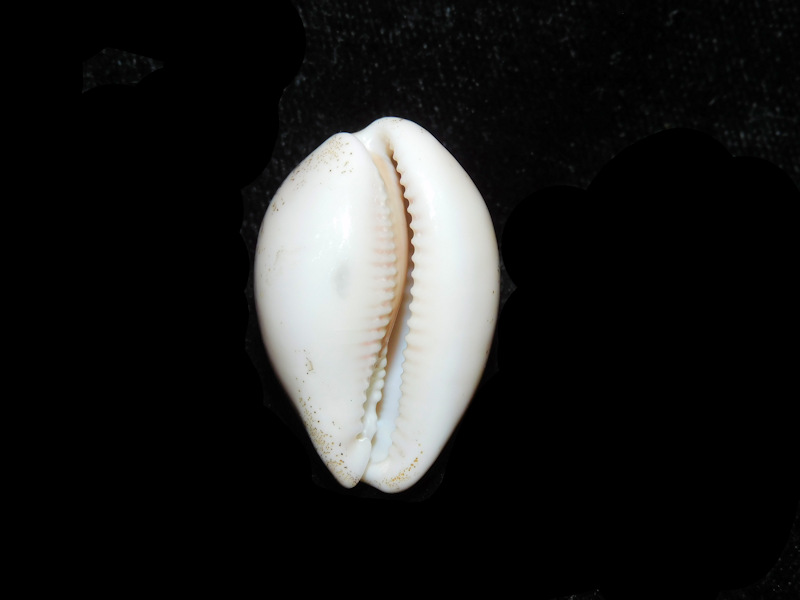 Modal Additional Images for Luria cinerea 1 1/8” or 29.38mm."Giant" LOT#901309JB