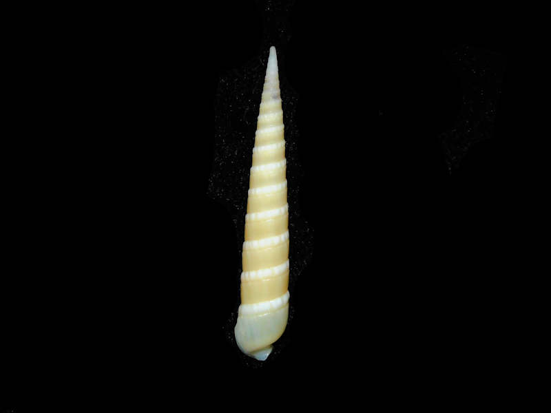 (image for) Terebra cingulifera 1 5/8” or 39.20mm."Superb Philippine Specimen" Lot#17917