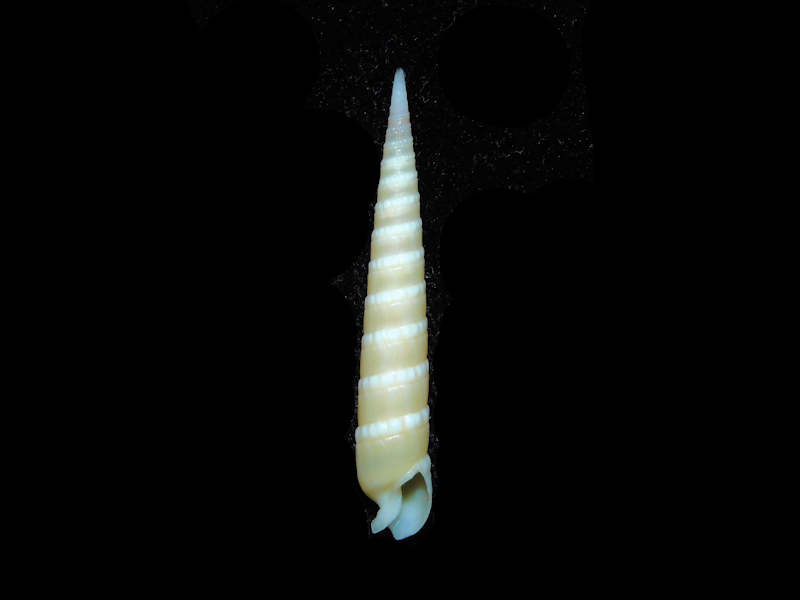 Modal Additional Images for Terebra cingulifera 1 5/8” or 39.20mm."Superb Philippine Specimen" Lot#17917